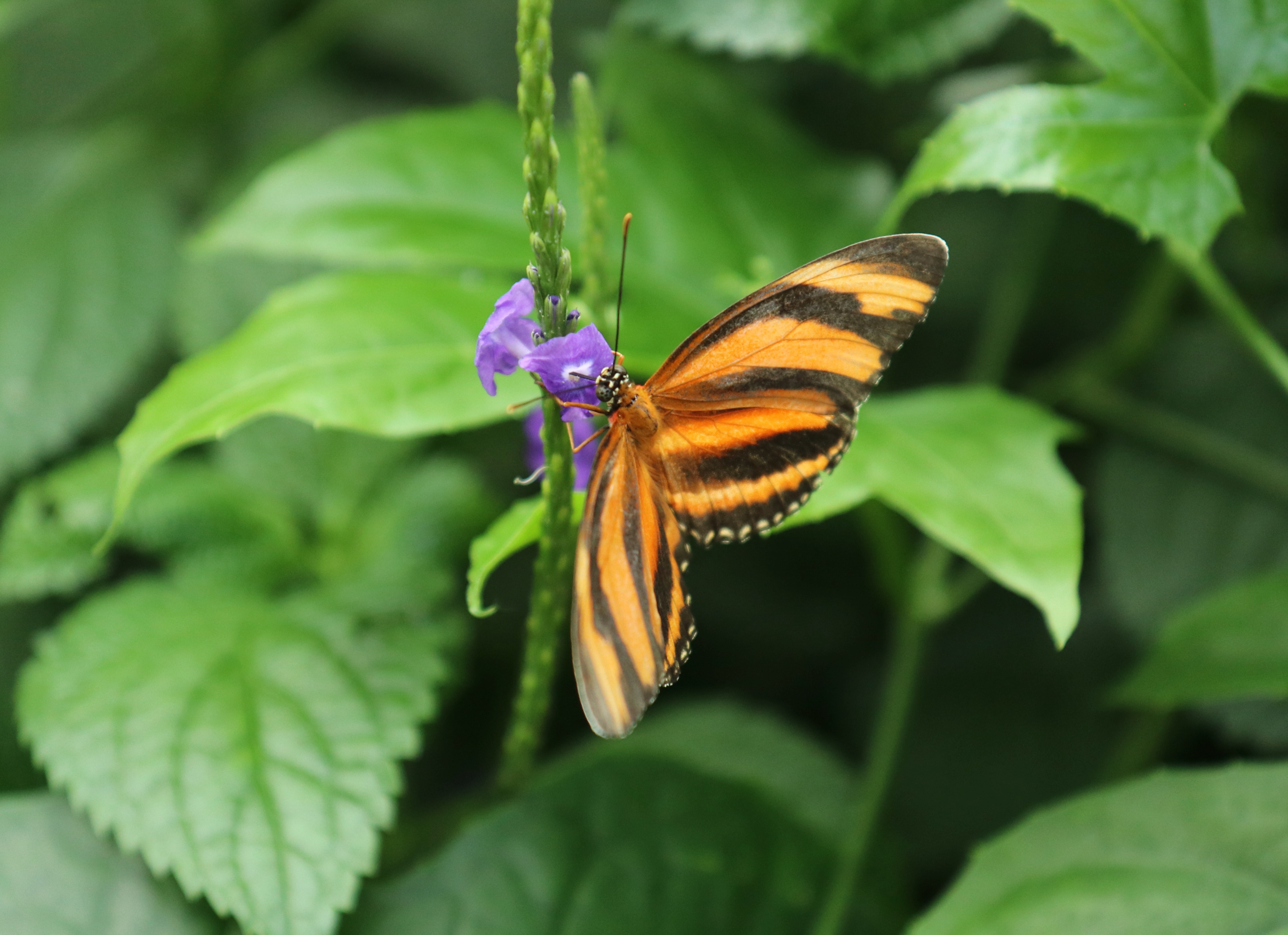 Niagara Falls Butterfly Conservatory